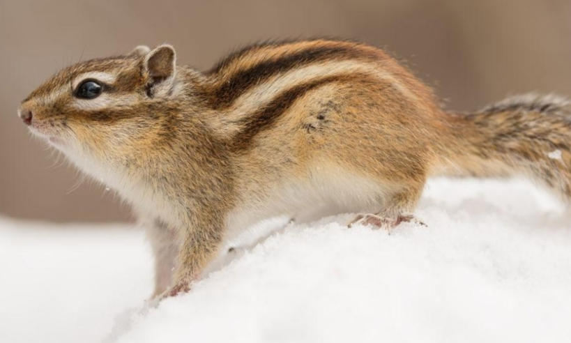 广州轿车托运畅腾物流公司轮播图1